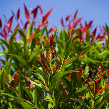 Acmena smithii minor Cherry Black PBR