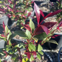 Acmena smithii minor Cherry Black PBR