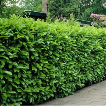 Prunus laurocerasus Cherry Laurel