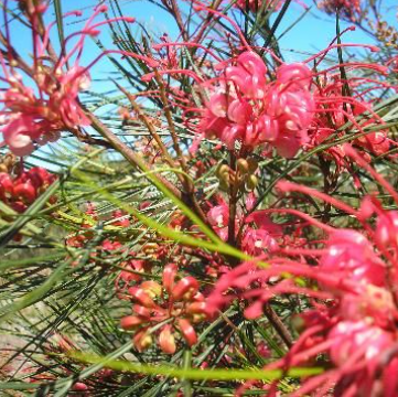Grevillea Cherry Pie