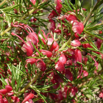 Grevillea Cherry Ripe