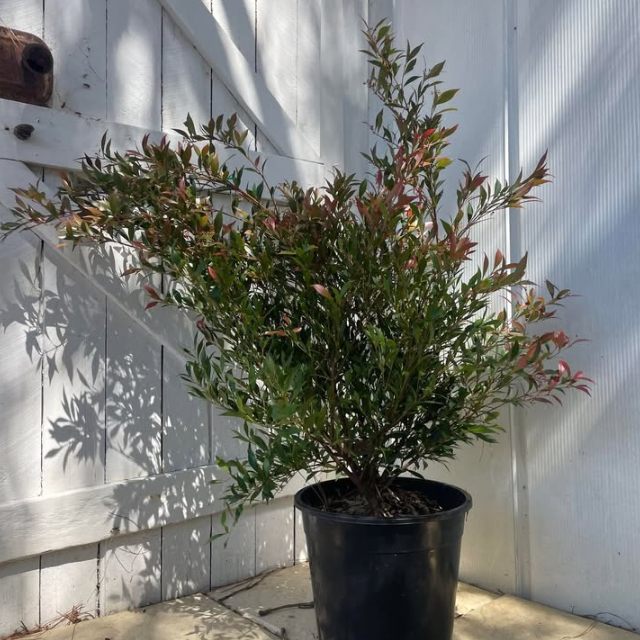 Acmena smithii Cherry Surprise