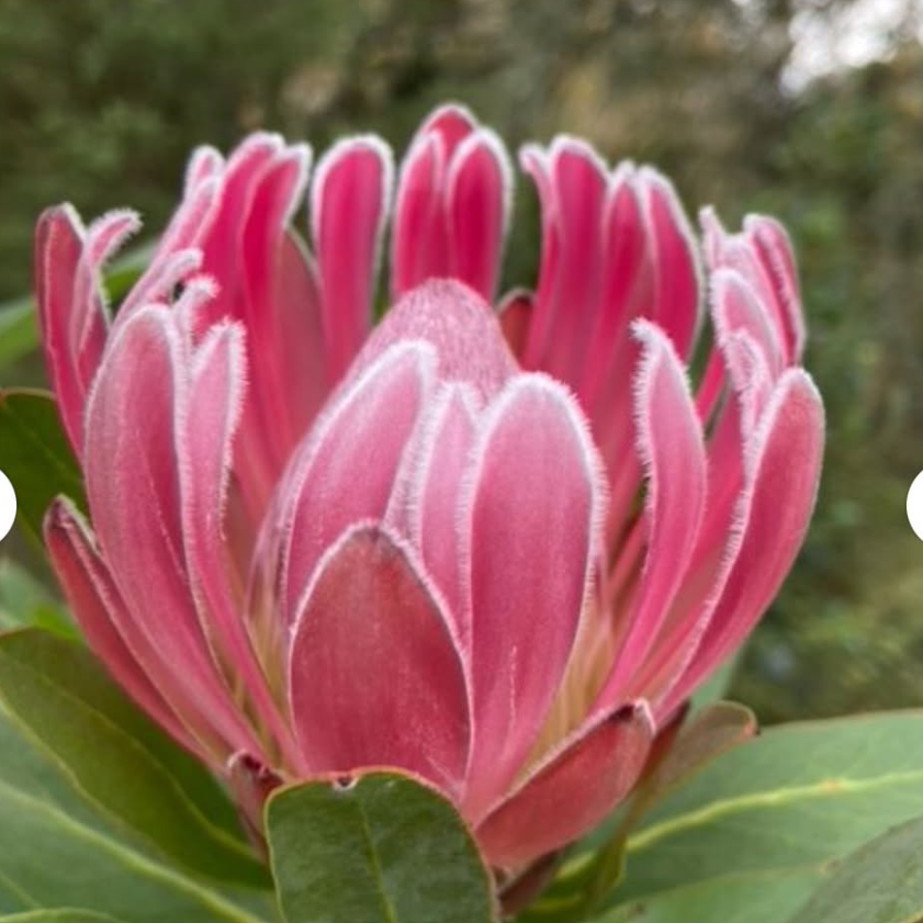 Protea compacta x neriifolia Christine