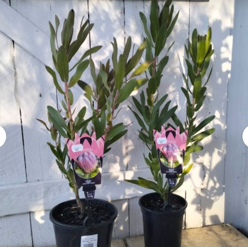 Protea compacta x neriifolia Christine