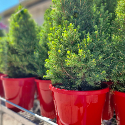 Picea glauca Christmas Star