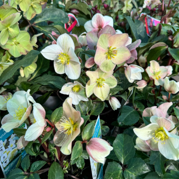 Hellebore Gold Collection ® Cinnamon Snow