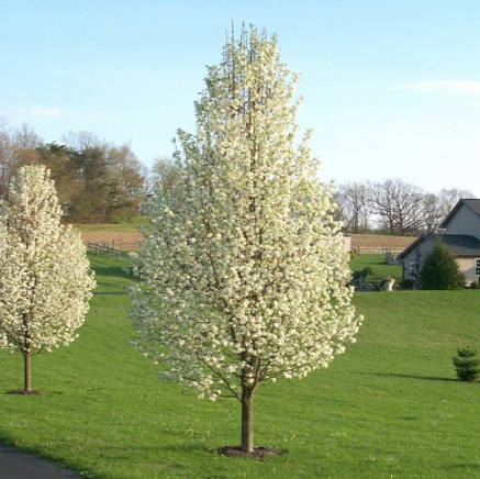 Pyrus calleryana Cleveland Select