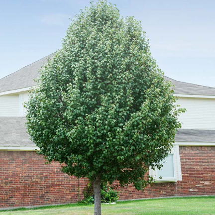 Pyrus calleryana Cleveland Select