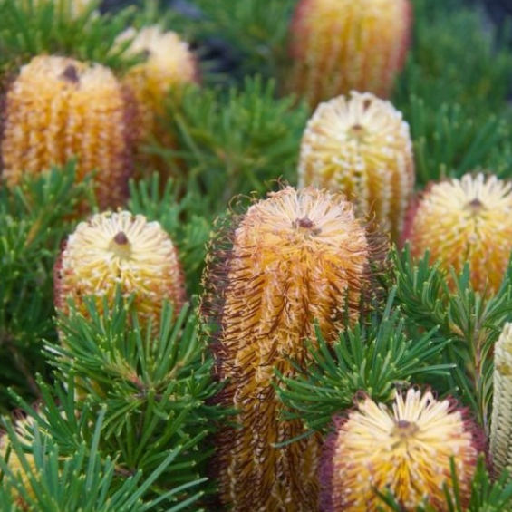 Banksia spinulosa Coastal Cushion