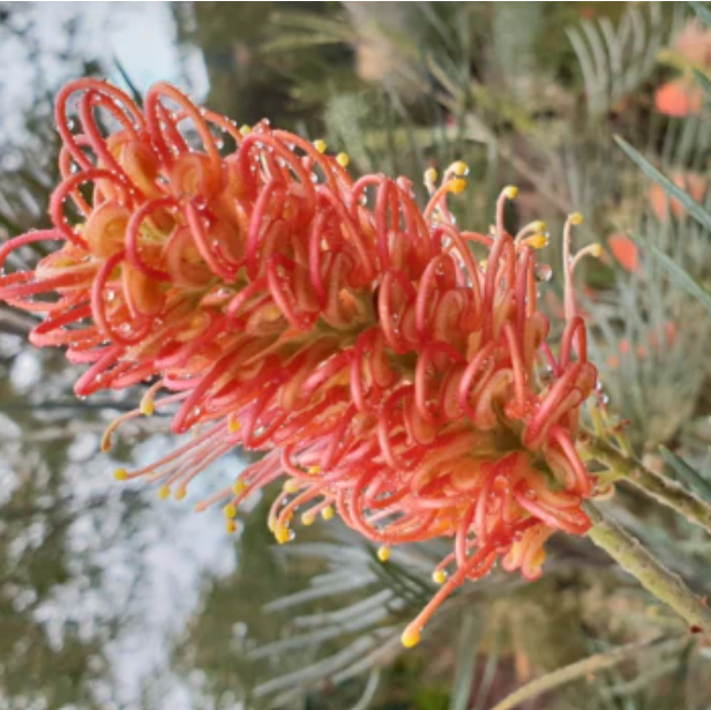 Grevillea Coastal Dawn