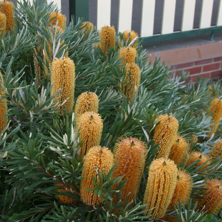 Banksia spinulosa Coastal Gold