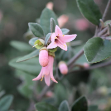 Correa alba Coastal Pink