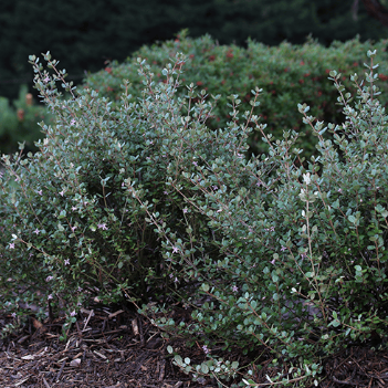 Correa alba Coastal Pink
