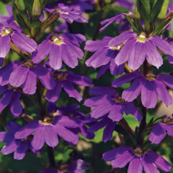 Scaevola aemula Cobalt Candles