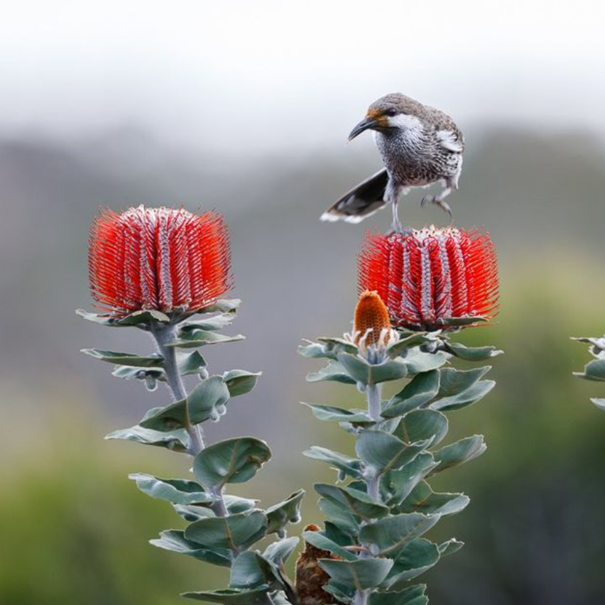 Banksia coccinea