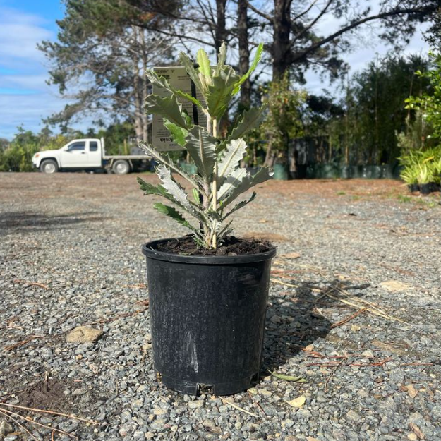 Banksia coccinea