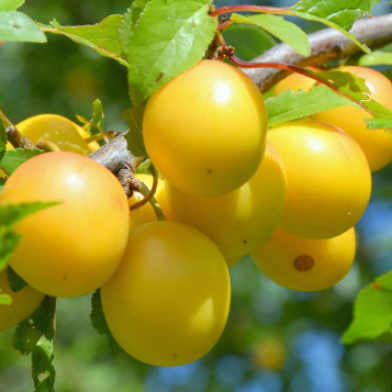 Prunus domestica Coe's Golden Drop Plum.
