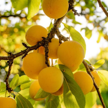 Prunus domestica Coe's Golden Drop Plum.