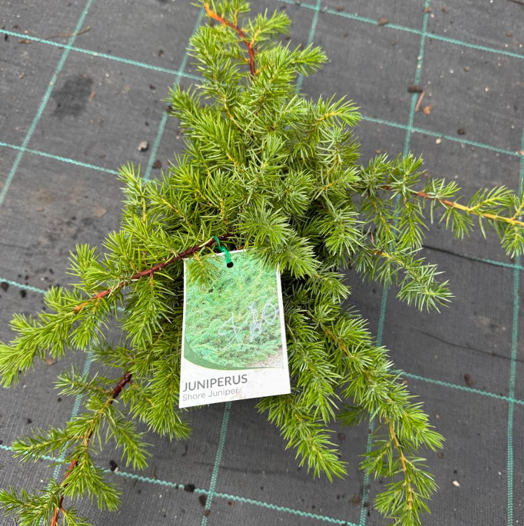Juniperus conferta