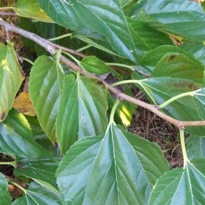 Morus alba Unryu Contorted Mulberry