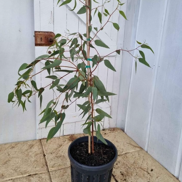 Eucalyptus torquata Coral Gum
