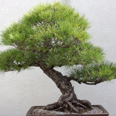 Pinus thunbergii Little Osaka