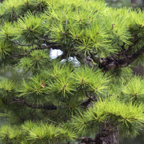 Pinus thunbergii Little Osaka