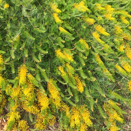Grevillea Cooroora Cascade