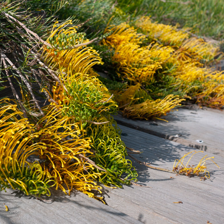 Grevillea Cooroora Cascade