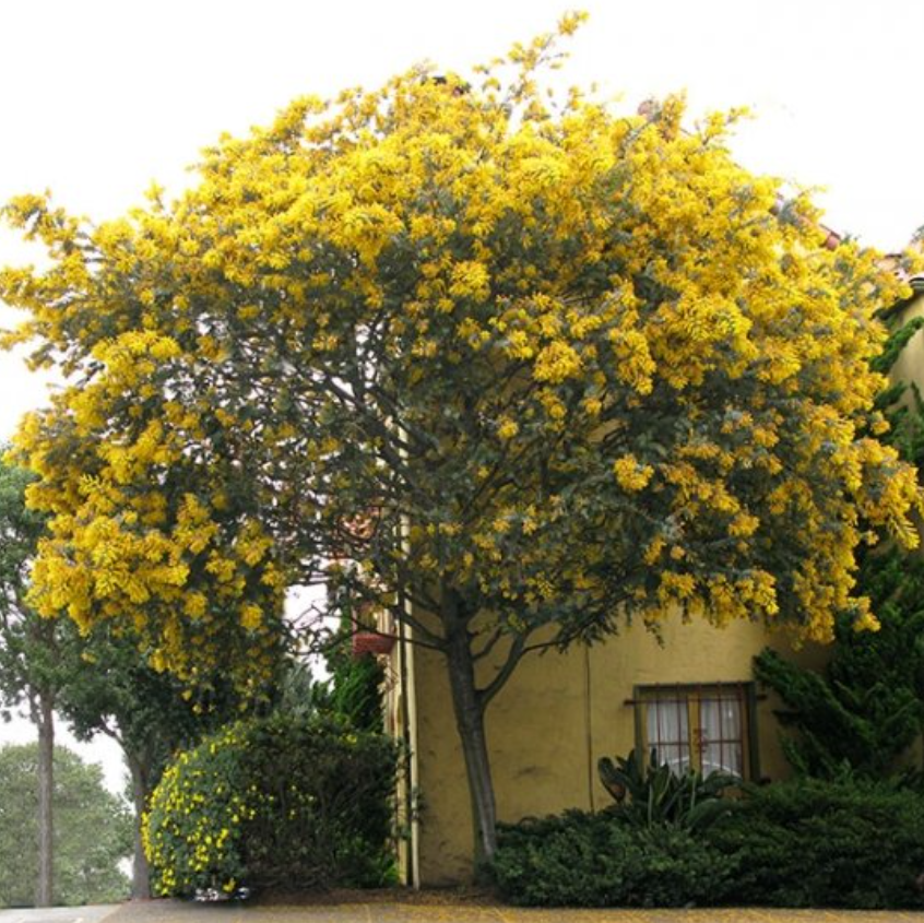 Acacia baileyana Cootamundra Wattle