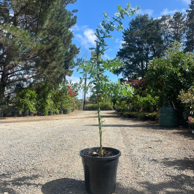 Acacia baileyana Cootamundra Wattle