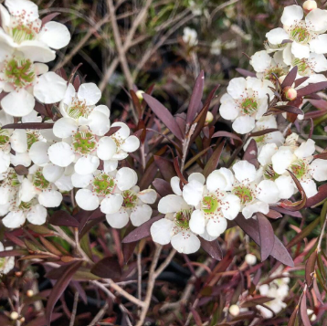 Leptospermum Copper Glow