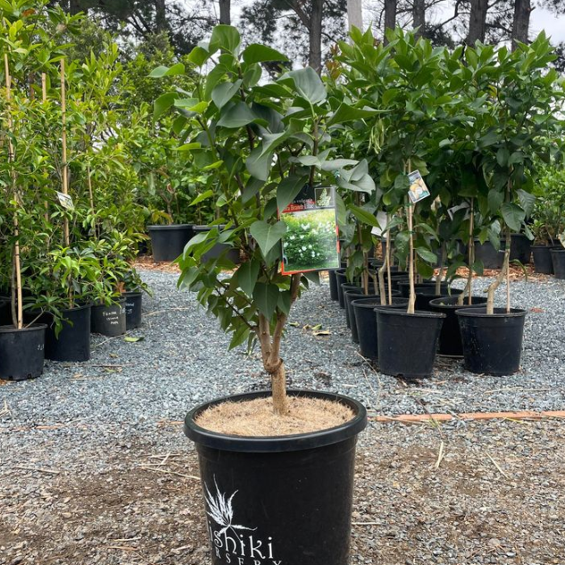 Syringa vulgaris Cora Brandt Lilac