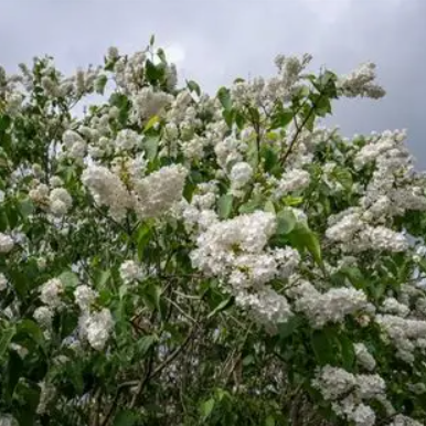Syringa vulgaris Cora Brandt Lilac
