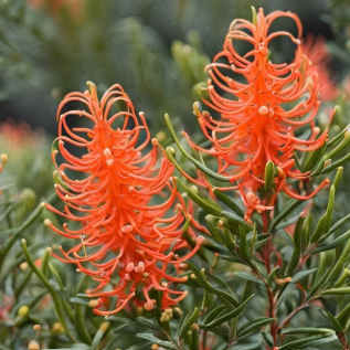 Grevillea Coral Fusion