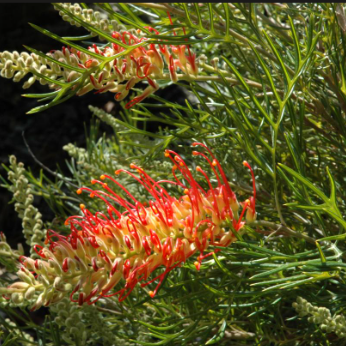 Grevillea Coral Fusion