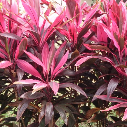 Cordyline fruticosa Rubra