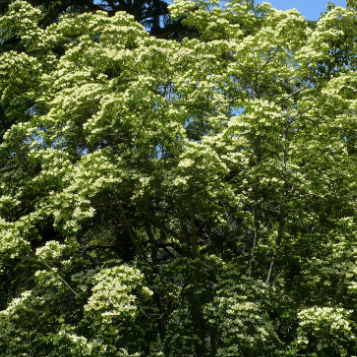 Cornus capitata Evergreen Dogwood