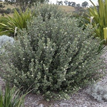 Correa alba