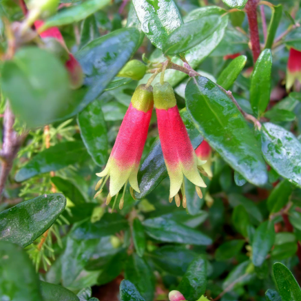 Correa glabra