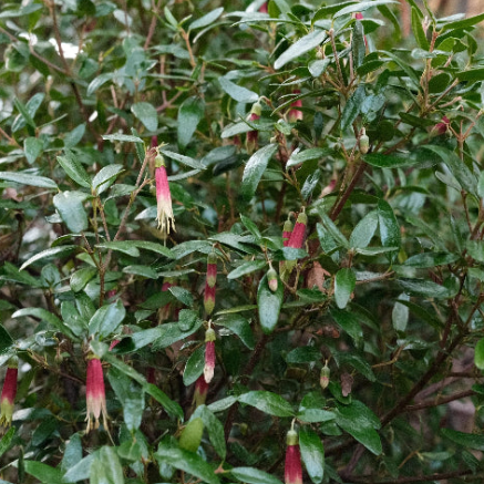 Correa glabra Red