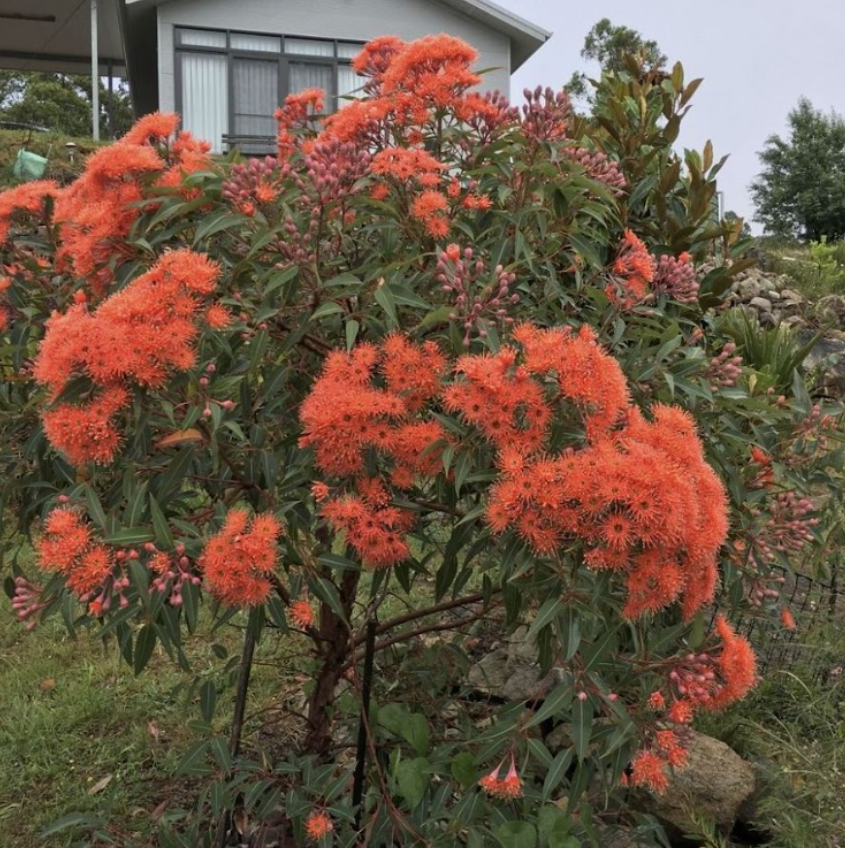 Corymbia ficifolia 'Baby Orange'
