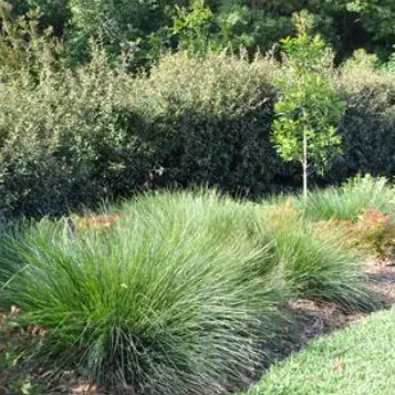 Lomandra confertifolia Crackerjack