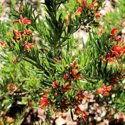 Grevillea hybrid Crackles