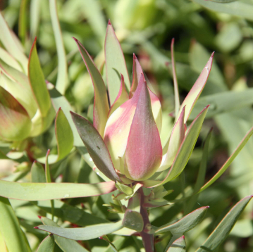 Leucadendron Cream Delight