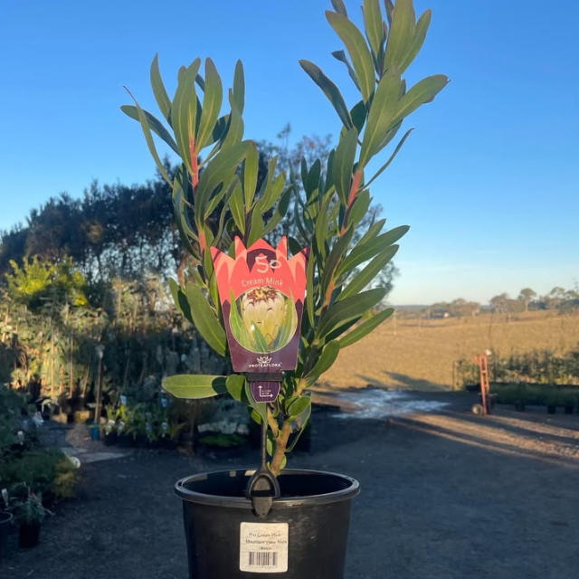 Protea Cream Mink