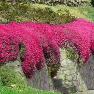 Thymus serpyllum coccineus Creeping Crimson Thyme