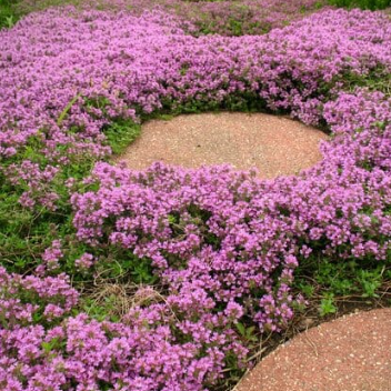 Thymus serphyllum Pink
