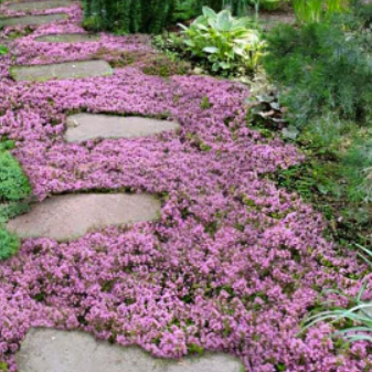 Thymus serphyllum Pink