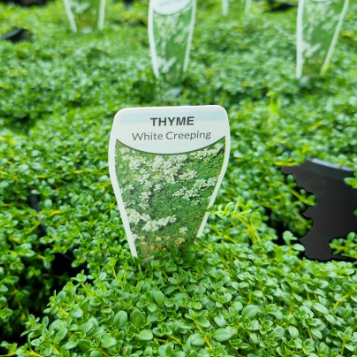 Thymus serpyllum Albus